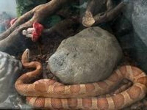   Serpent des blés femelle 