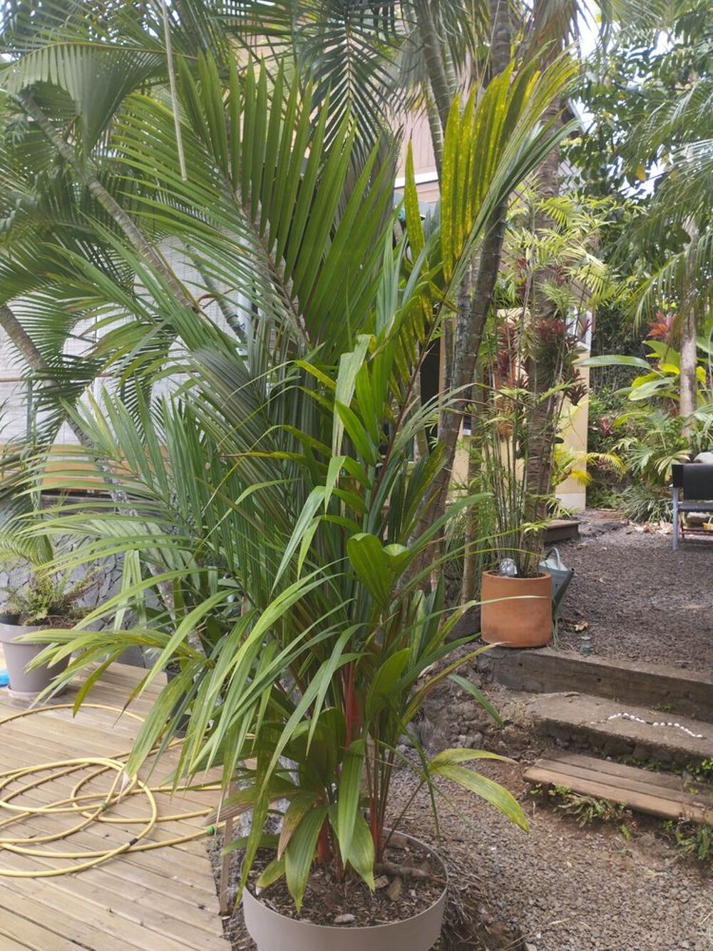 Palmier rouge &agrave; l&egrave;vres Jardin