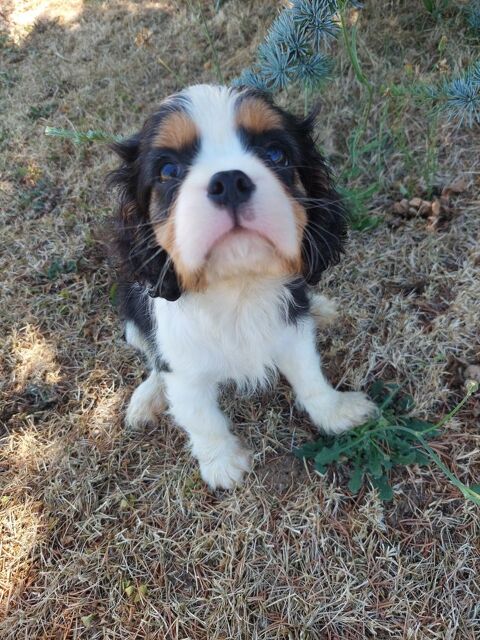 Cavalier king charles 1000 16220 Vouthon