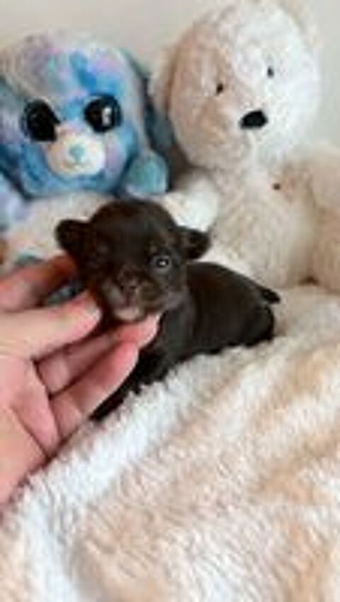   Magnifique chiot chihuahua poil long 