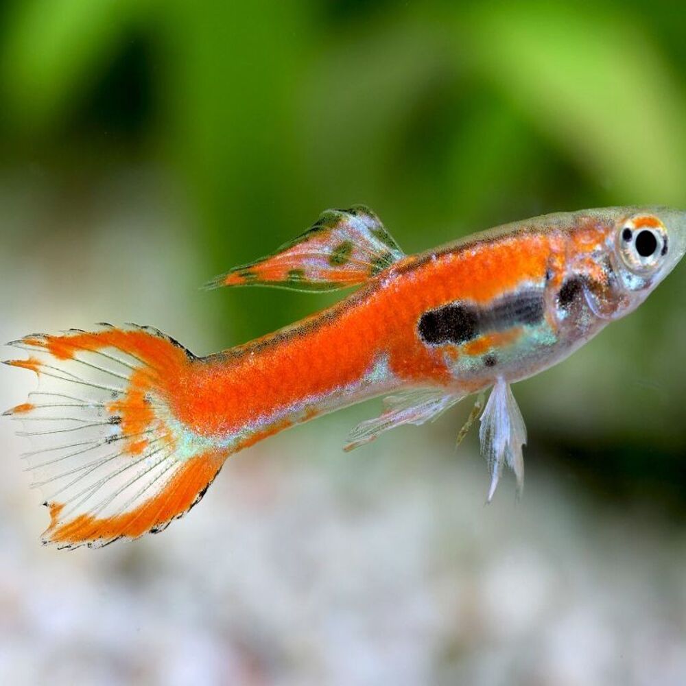   Do. de guppys endler  