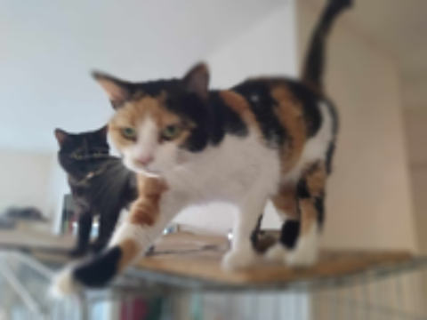   Chats à adopter 