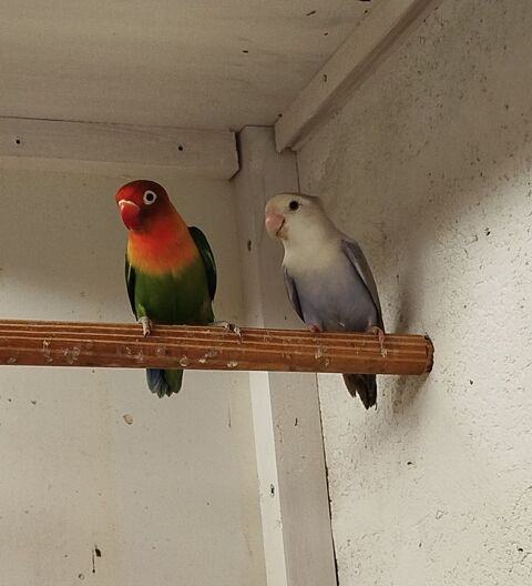 Agapornis (ins&eacute;parables)   35 79370 Fressines