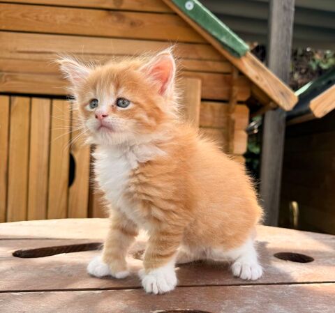 Chatons Maine  Coon de lign&eacute;e shaded 1600 13400 Aubagne