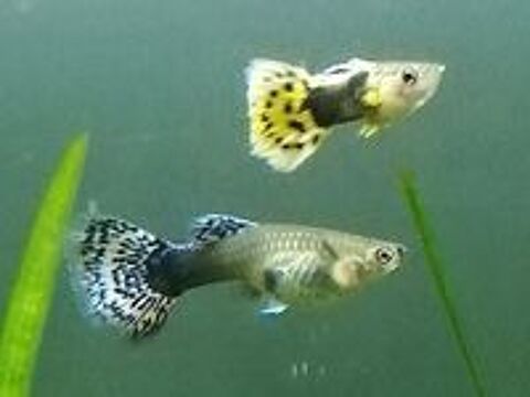   Guppys Endler et autres 