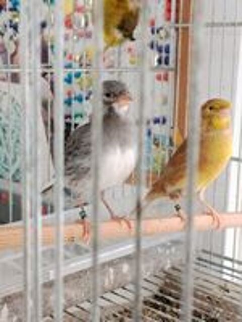   Canaris couleur et posture  