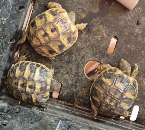 Bebe tortue de terre 40 84140 Montfavet