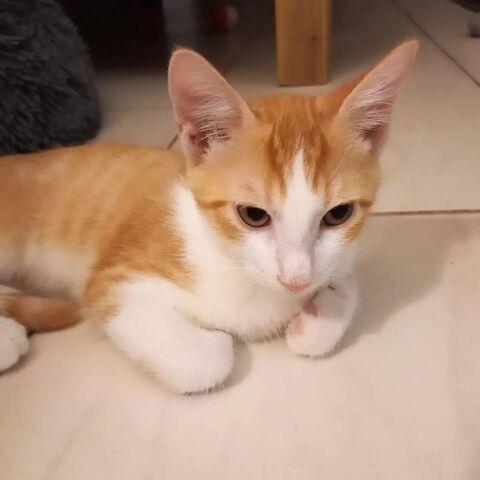 ✨️ DORITO ✨️ 🐱 210 39000 Lons-le-saunier