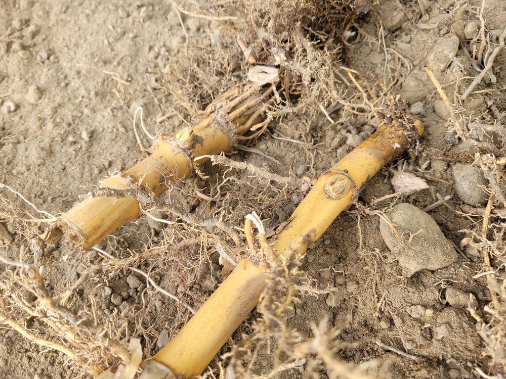 RHIZOMES DE BAMBOUS G&Eacute;ANTS Jardin
