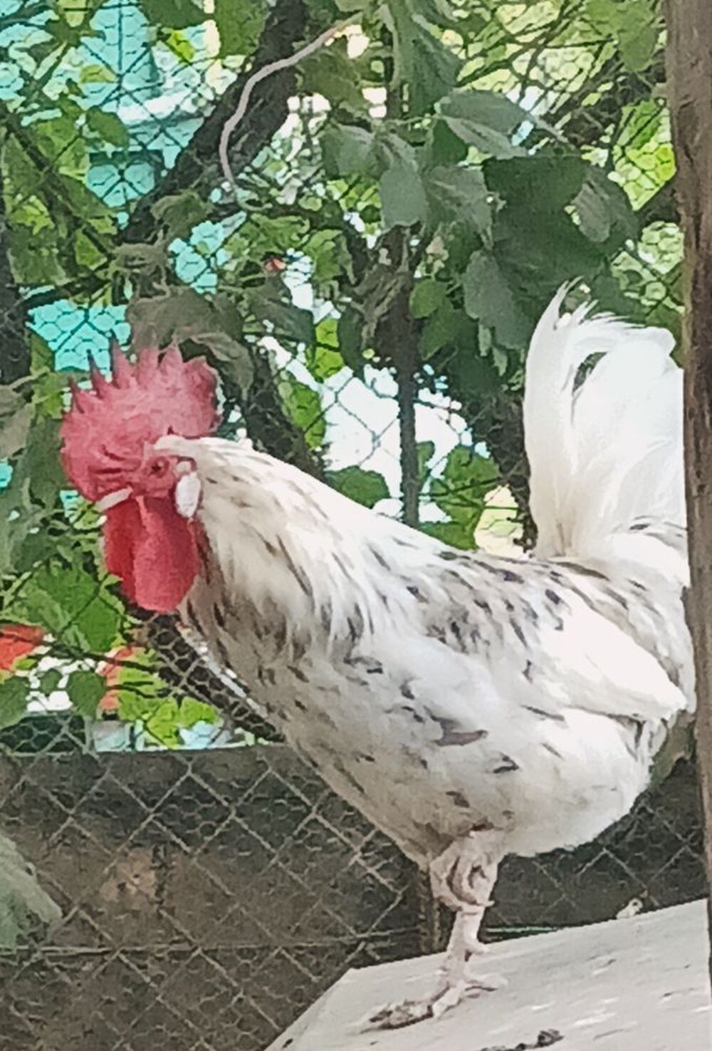   2 coqs disponible secteur 39230  