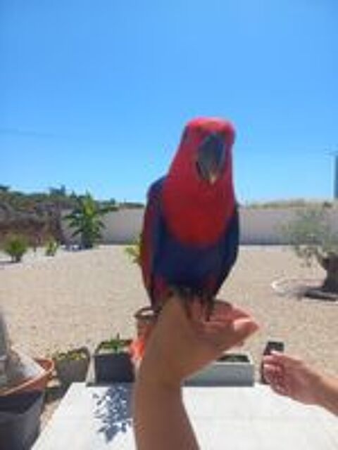   Eclectus femelle eam 