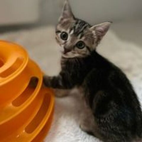   EURYDICE, jolie minette à l'adoption  