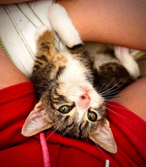 Chats et Chatons adorables &agrave; l'adoption association Chats du Quercy 300 82190 Miramont-de-quercy