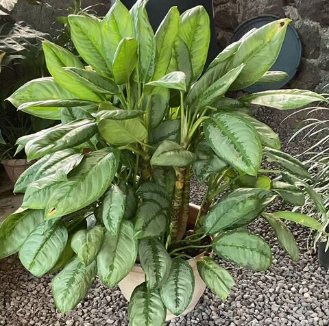 Plante Aglaonema Saint-Philippe (97)