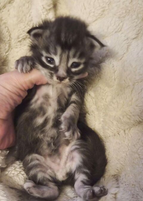 Magnifique B&eacute;b&eacute; Maine Coon m&acirc;le Black Silver  1000 77300 Fontainebleau
