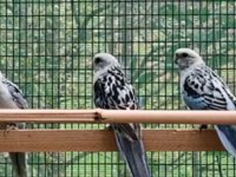   Perruches omnicolores 