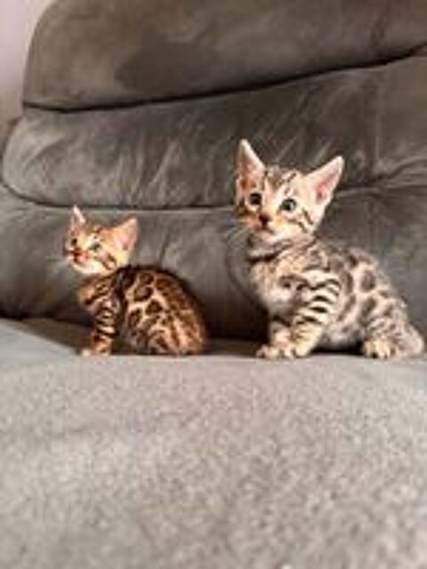   Adorable chatons bengal  