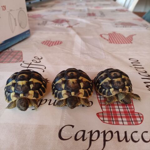Tortue de terre HH 50 30320 Saint-gervasy