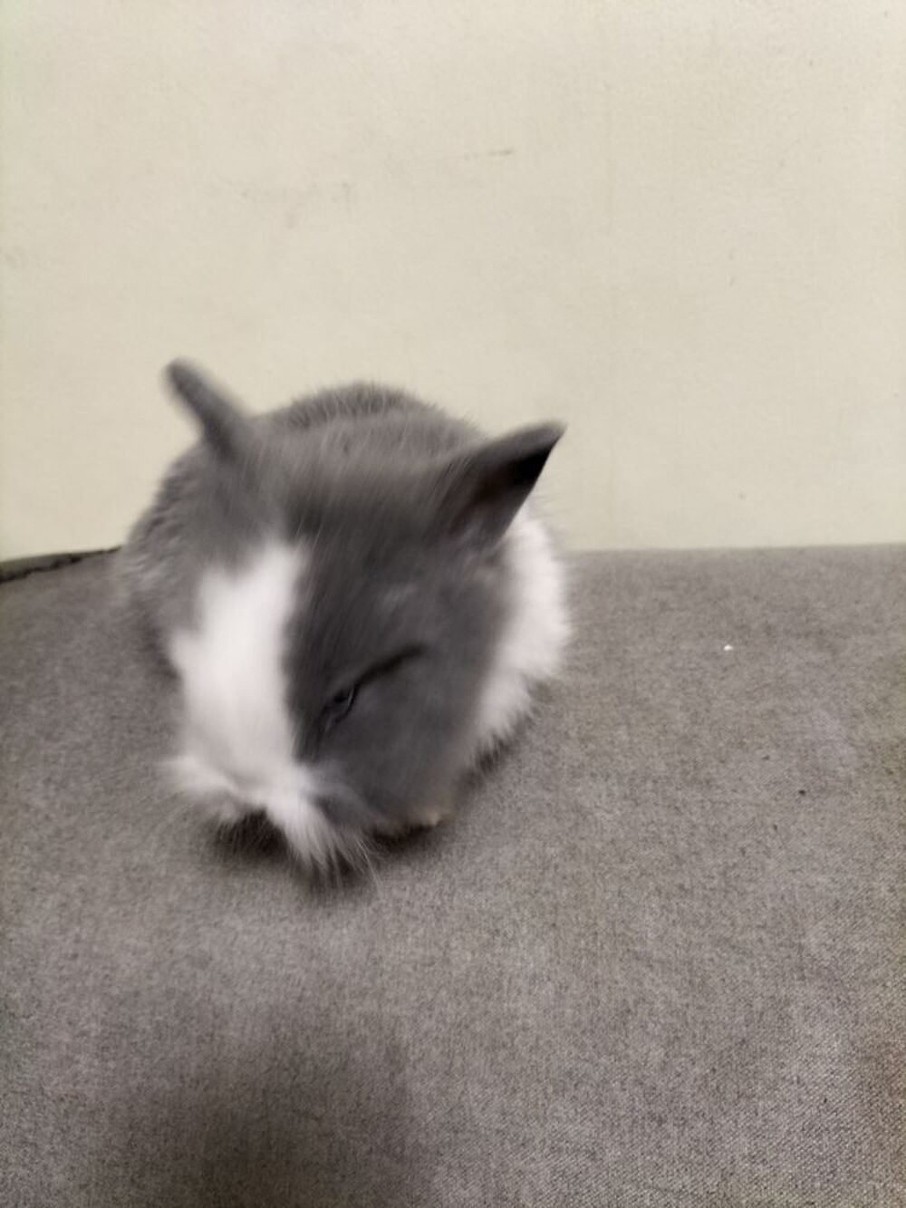   
3 lapins d un mois a voir et recup�rer sur place
