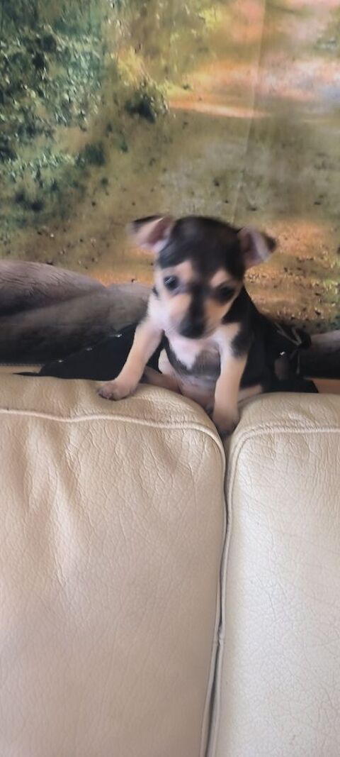A réserver petite chihuahua pinscher 800 84120 Pertuis