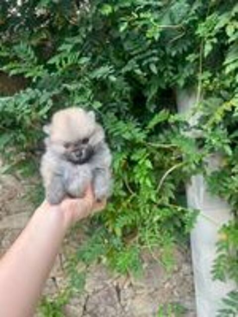  Spitz Nain  