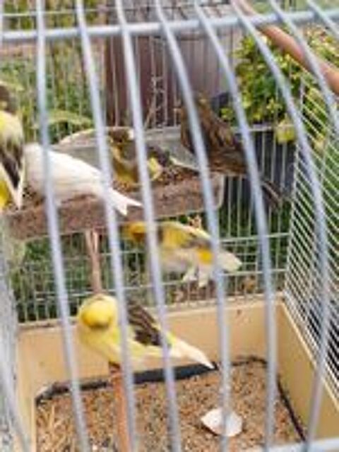   Canaris 