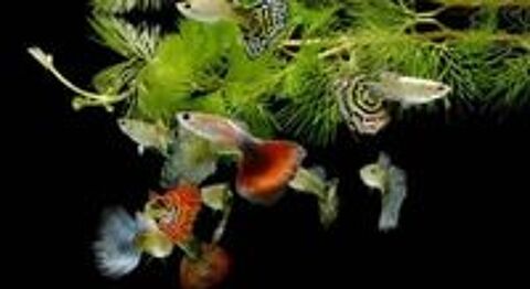   Guppys adultes Mles et femelles!  