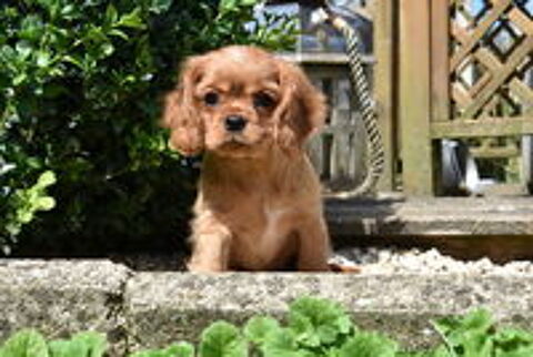   DISPONIBLES CHIOTS CAVALIER KING CHARLES RUBIS NON LOF 
