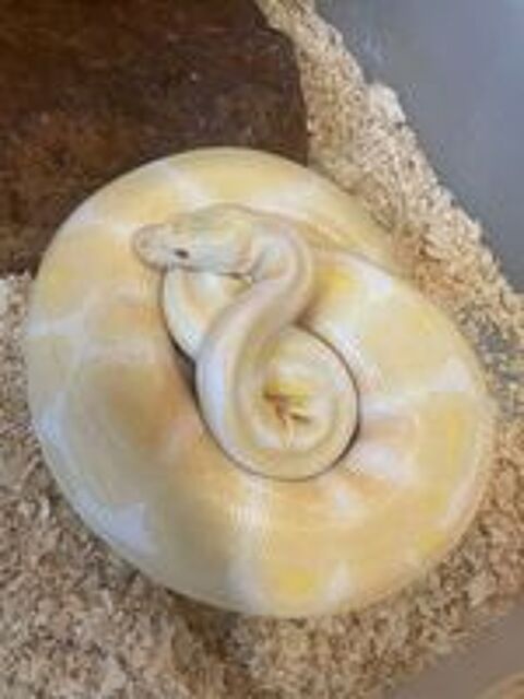   Serpent python regius albinos  