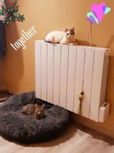   ‌‌LEILA ET SARAH sont  l'adoption 