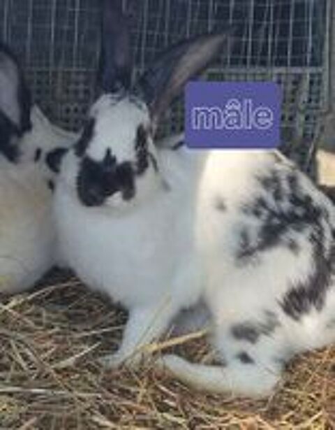  lapin papillon  