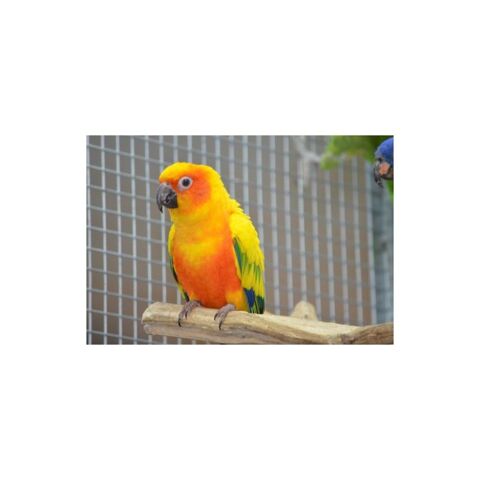 Conure soleil eam 2023 695 35136 Saint-jacques-de-la-lande