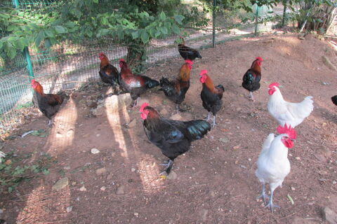 coqs et poules 20 24550 Villefranche-du-prigord