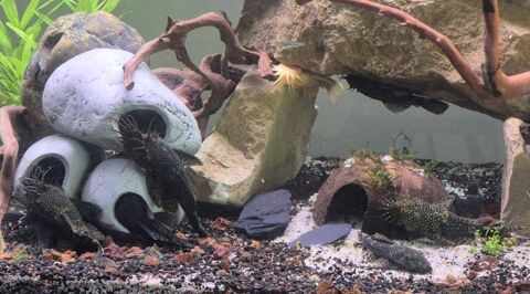 /ECH 10 ancistrus adultes 20-30 petits 0 31200 Toulouse