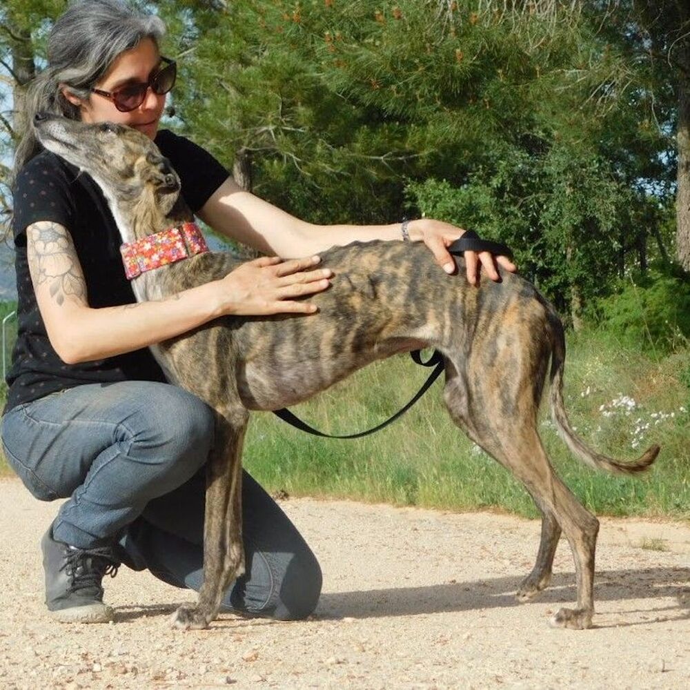   Triana  10/10  La galga qui illumine chaque journée   