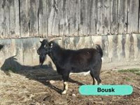   Bousk, bouc nain à adopter 