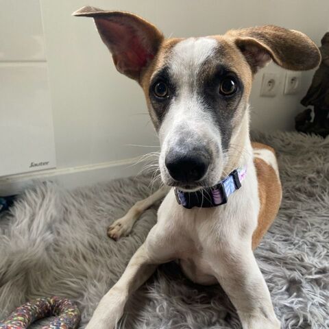 Alien, adorable lévrier à l'adoption 250 35370 Argentr-du-plessis