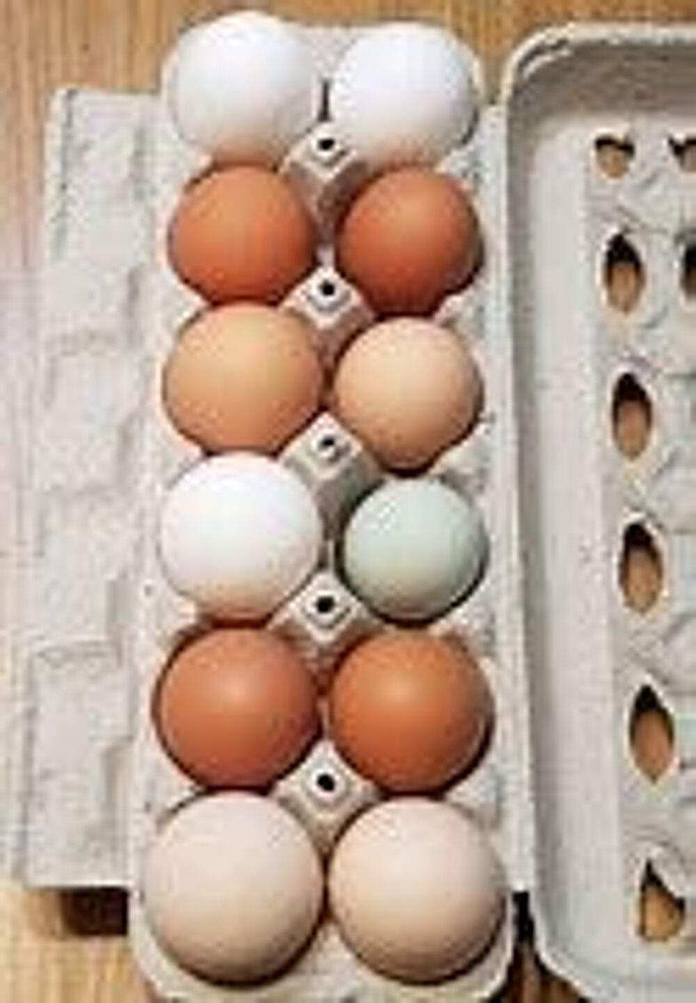   Oeufs fécondés de poule pondeuse ou poule de soie 