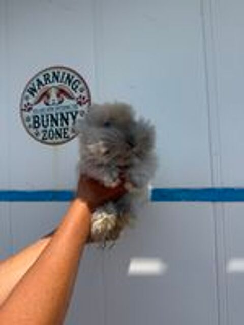   Lapin angora anglais  