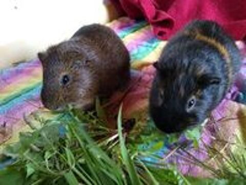   Nos protgs  l'adoption  