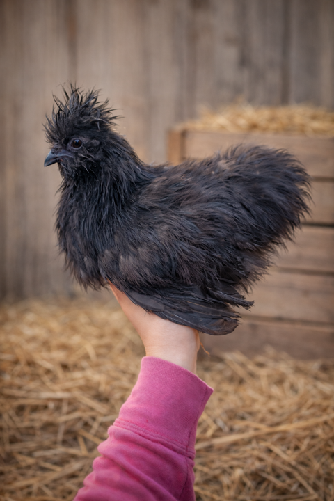 Poules de Soie 25 34750 Villeneuve-l�s-maguelone