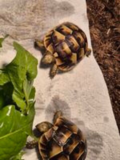   Bebes grecques 
