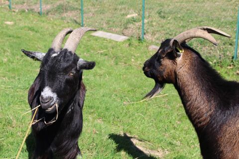 Un binôme parfait Timon et Pumba 180 35000 Rennes