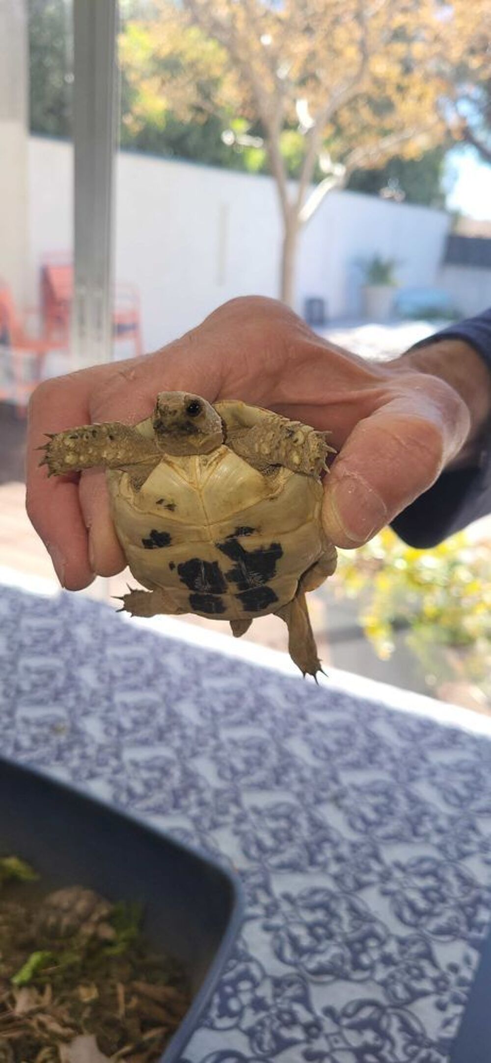 tortues Grecque 
