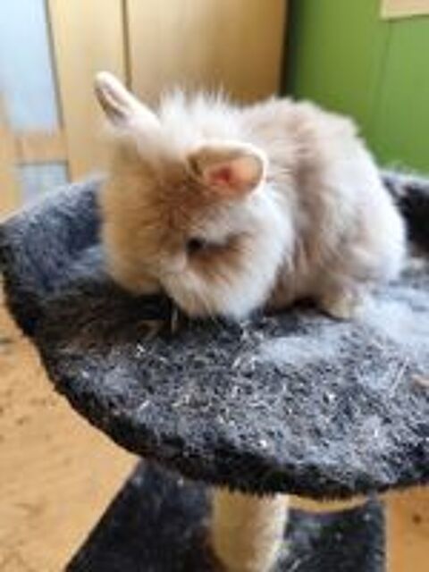   Bb lapin 