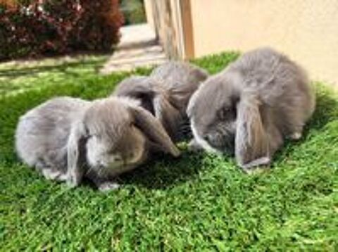   lapin bélier nain 