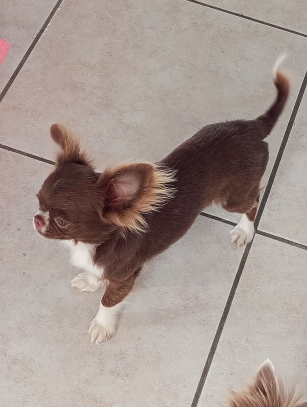   Chihuahua  