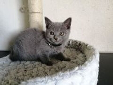   A réserver chatons Chartreux LOOF 