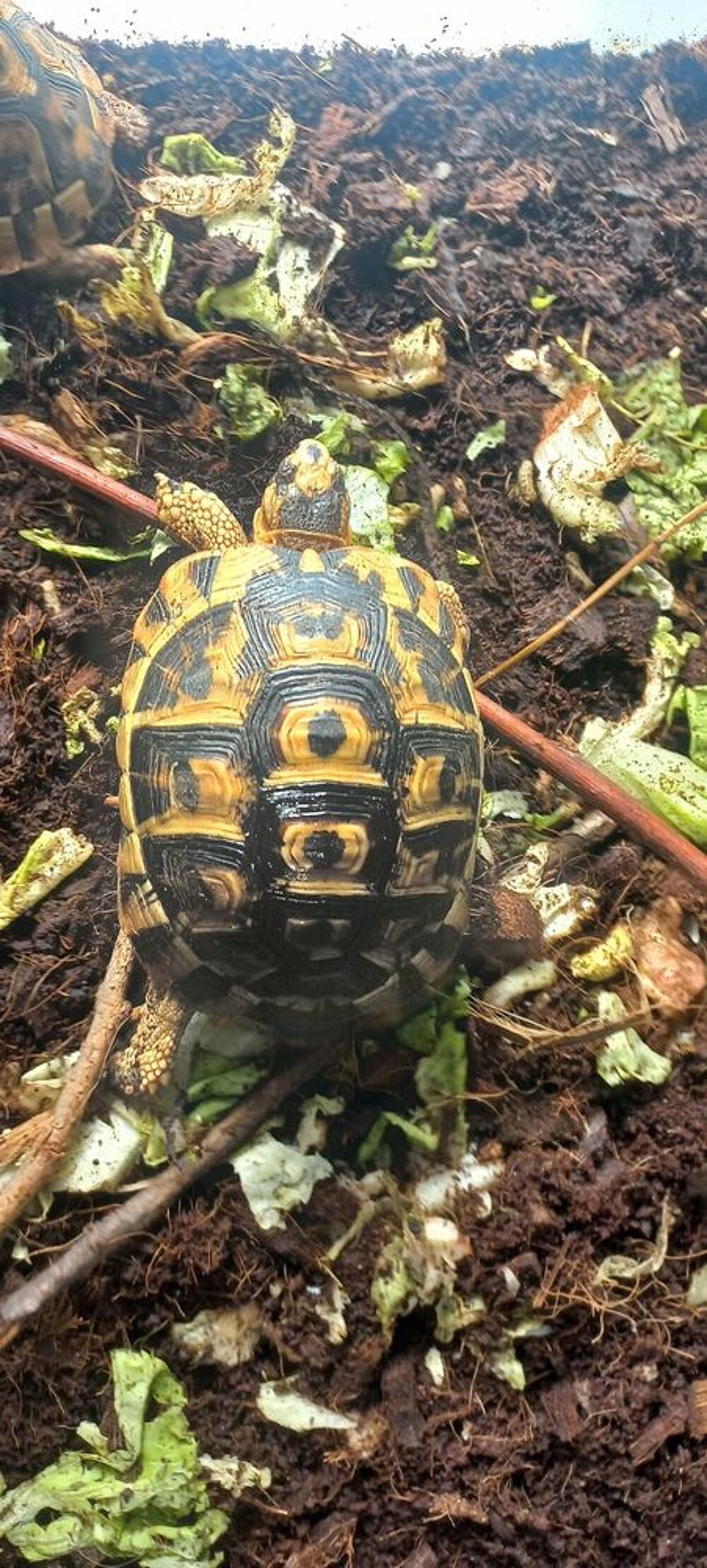   Tortue 