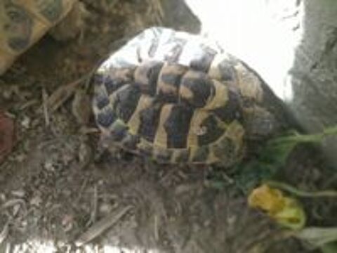   Tortue mâle 7 ans 